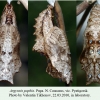 argynnis paphia pyatigorsk pupa 1